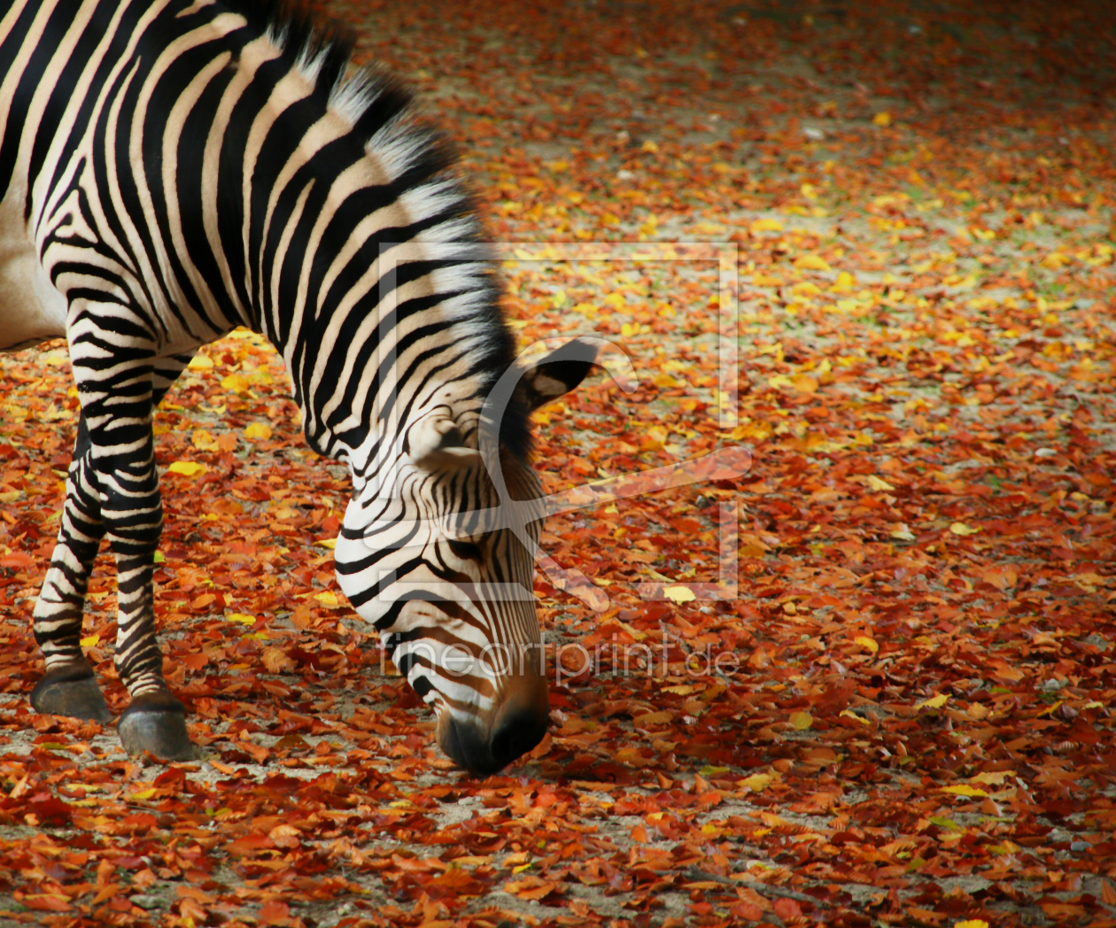 Bild-Nr.: 9853686 Zebra erstellt von meerisusi