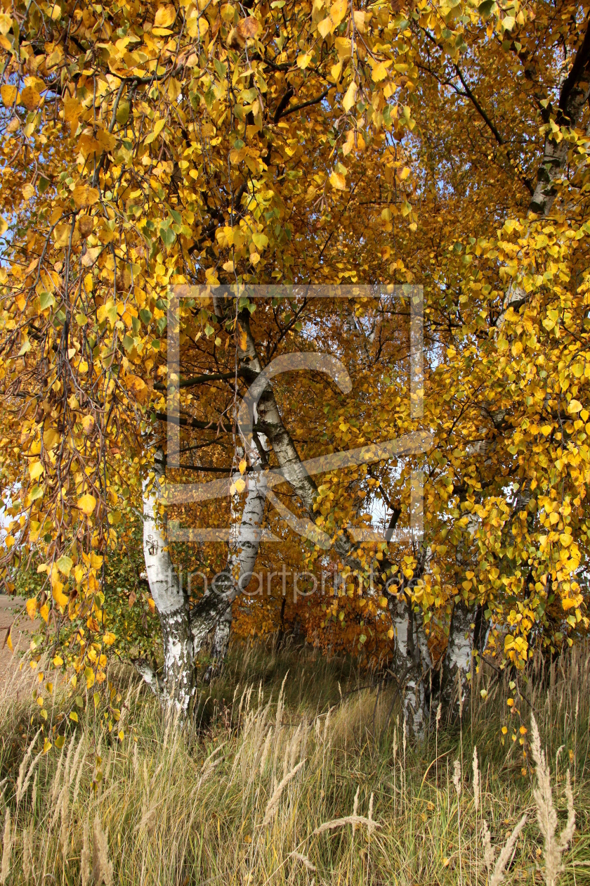 Bild-Nr.: 9854384 Herbstfreuden erstellt von Renate Knapp