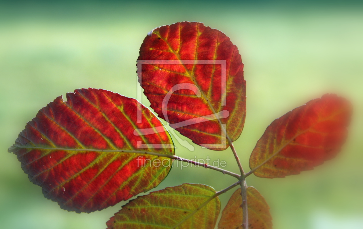 Bild-Nr.: 9854396 Brombeerblätter (Rubus sectio Rubus) erstellt von Renate Knapp