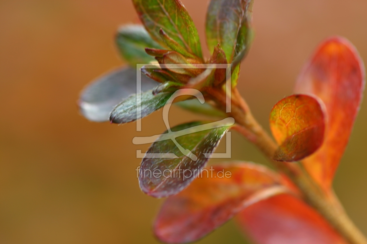 Bild-Nr.: 9855680 Herbsttöne erstellt von birdy