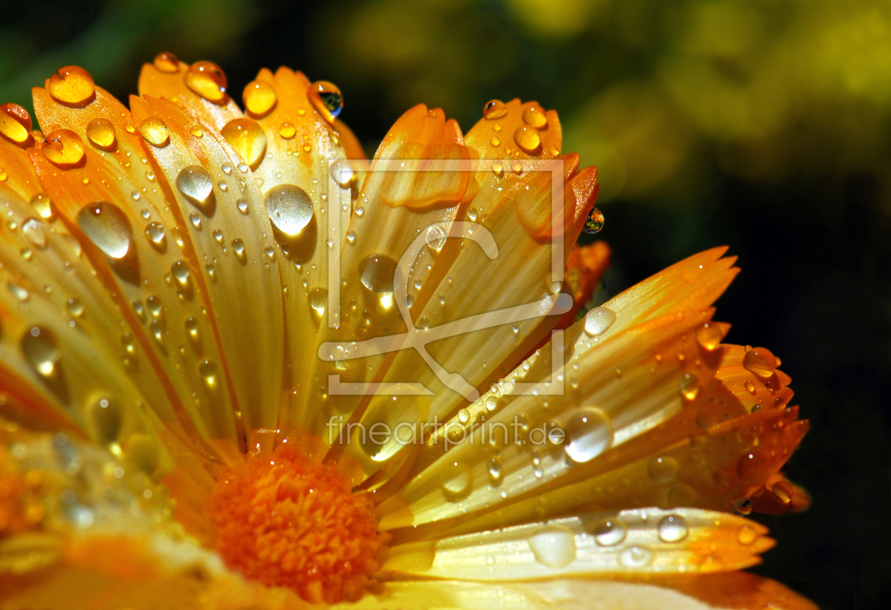 Bild-Nr.: 9856938 Ringelblume mit Wassertropfen erstellt von Atteloi