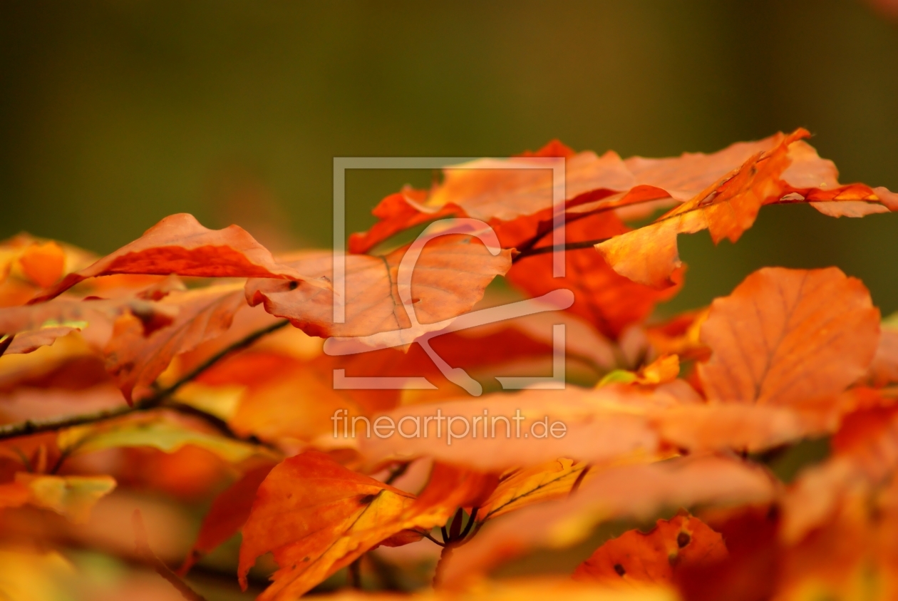 Bild-Nr.: 9858624 Herbstschichten erstellt von youhaveadream