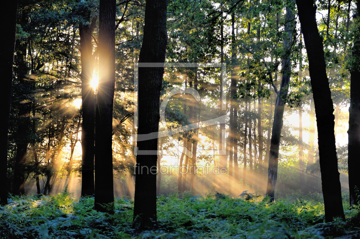 Bild-Nr.: 9859990 Lichter des Waldes erstellt von Lars Tuchel