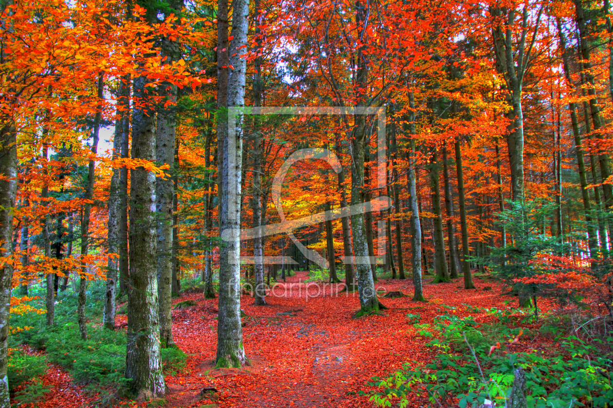 Bild-Nr.: 9860366 Durch den Herbstwald (HDR) erstellt von Gerhard Albicker