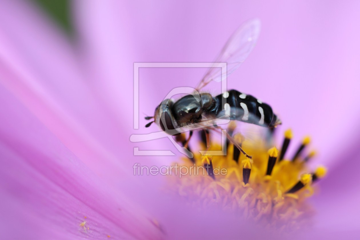 Bild-Nr.: 9860682 Schwebefliege Hainschwebfliege Episyrphus balteatus erstellt von Renate Knapp