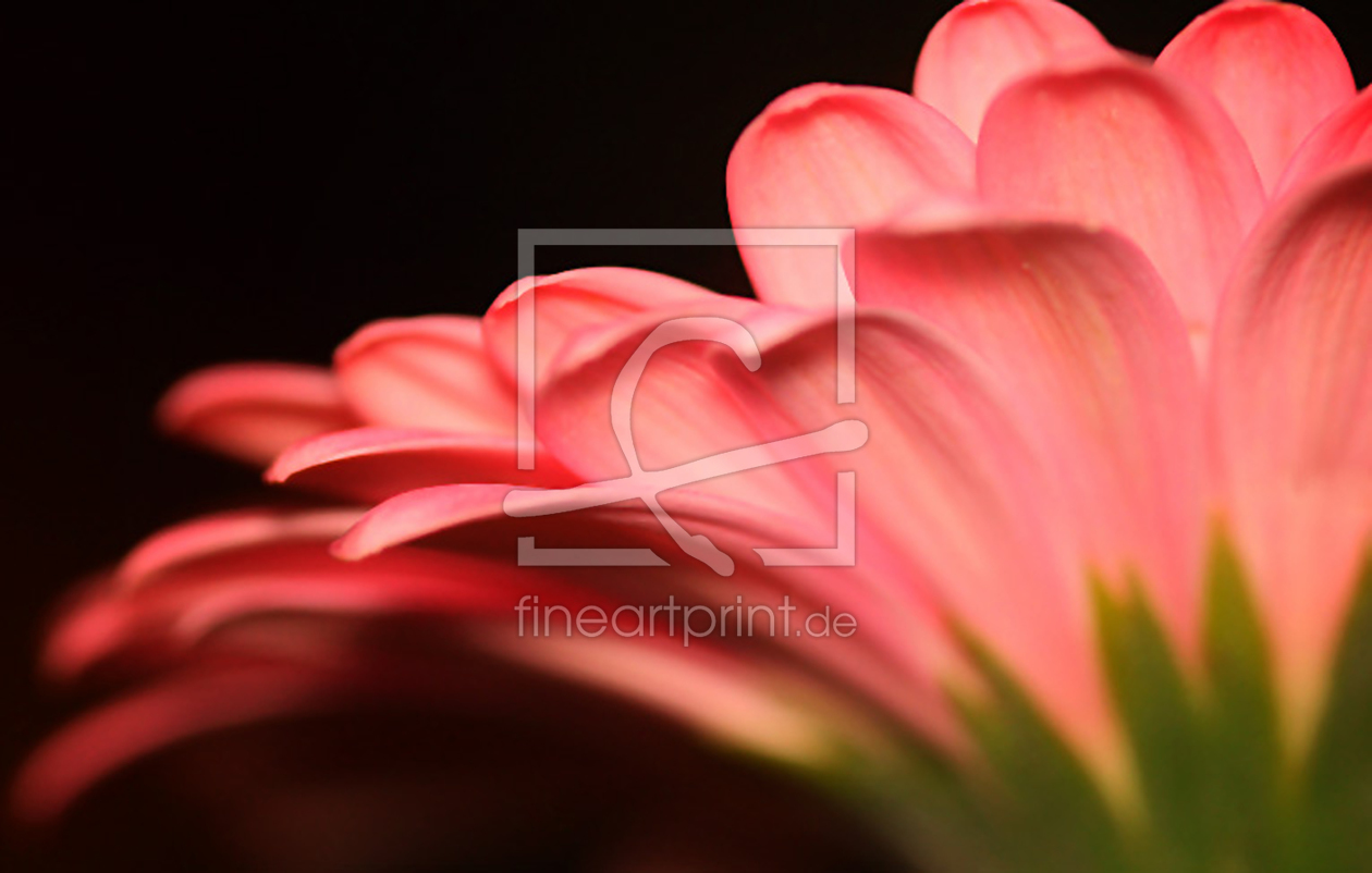 Bild-Nr.: 9860950 Pink Gerbera erstellt von meerisusi