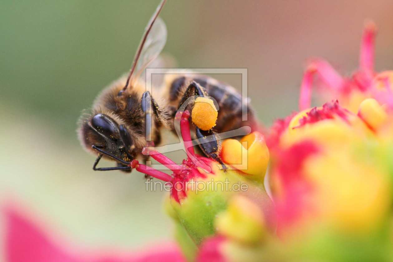 Bild-Nr.: 9861788 fleissiges bienchen erstellt von ralf kaiser