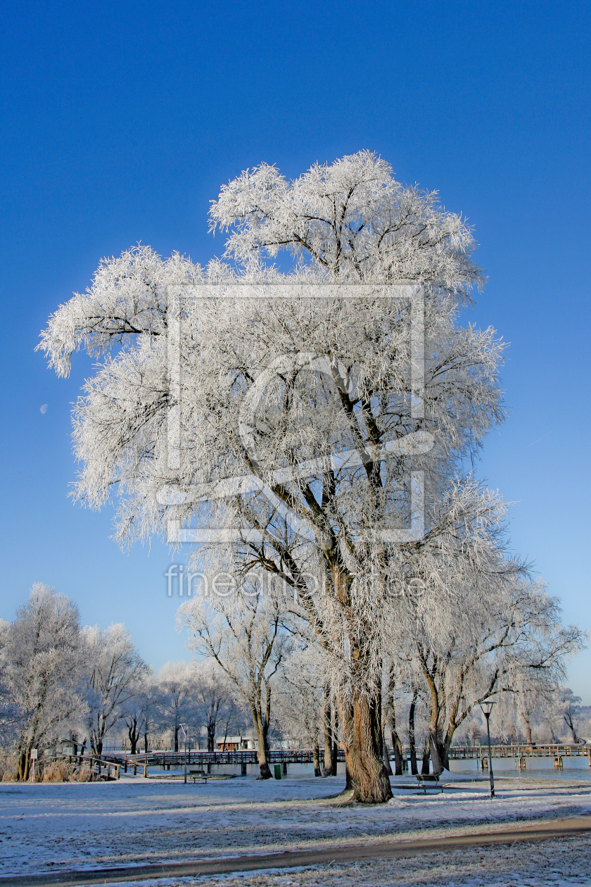 Bild-Nr.: 9863118 reifer baum erstellt von ralf kaiser