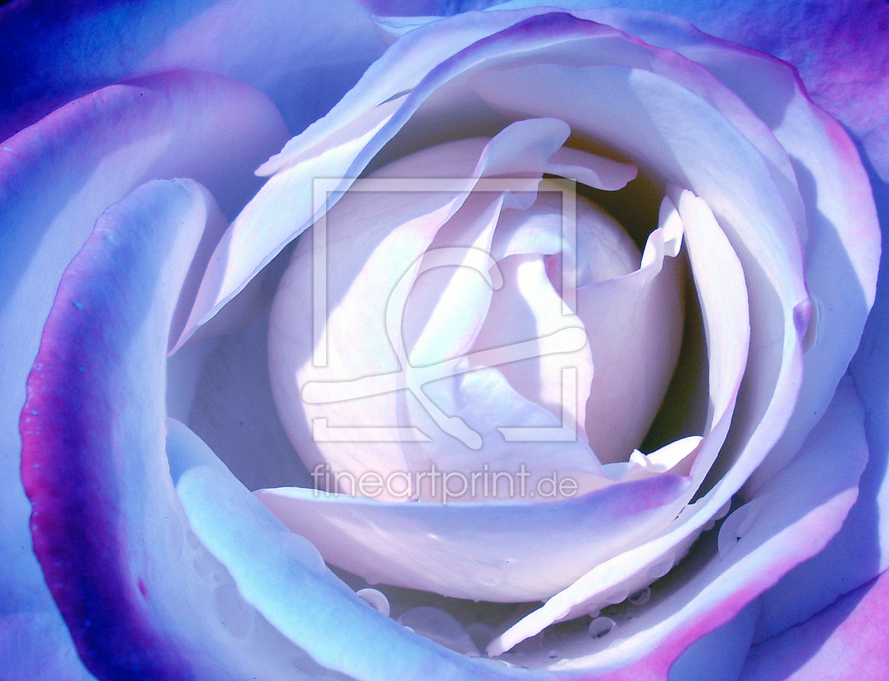 Bild-Nr.: 9865152 blaue Rose erstellt von Level60