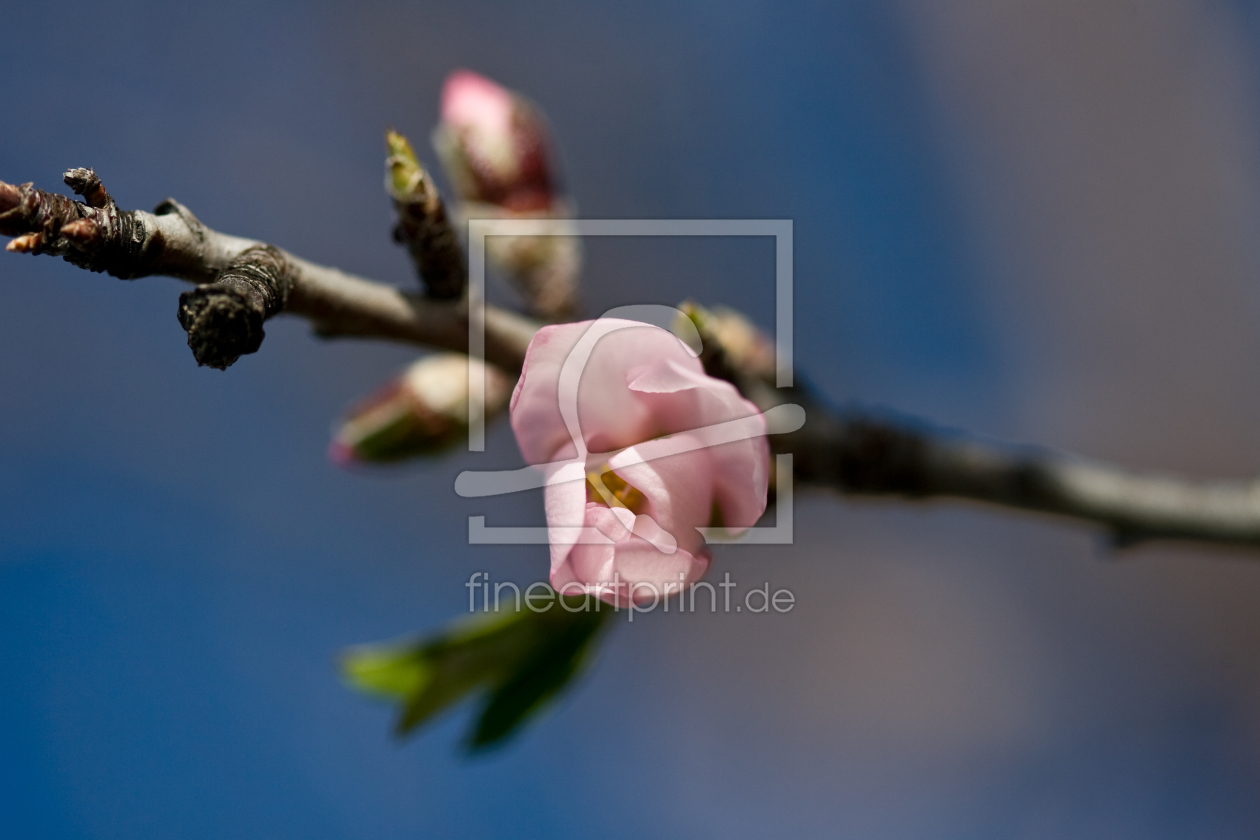 Bild-Nr.: 9865342 mandelblüte erstellt von ralf kaiser