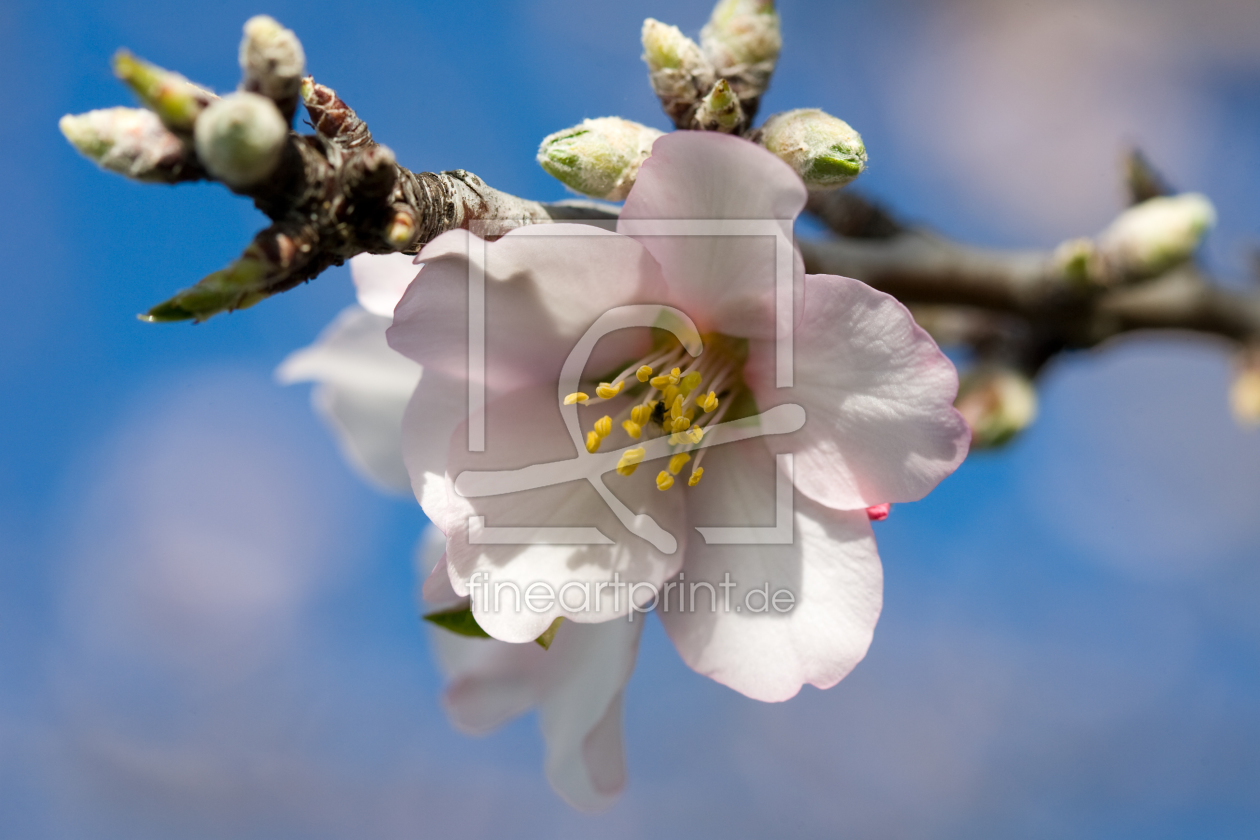 Bild-Nr.: 9865352 mandelblüte II erstellt von ralf kaiser