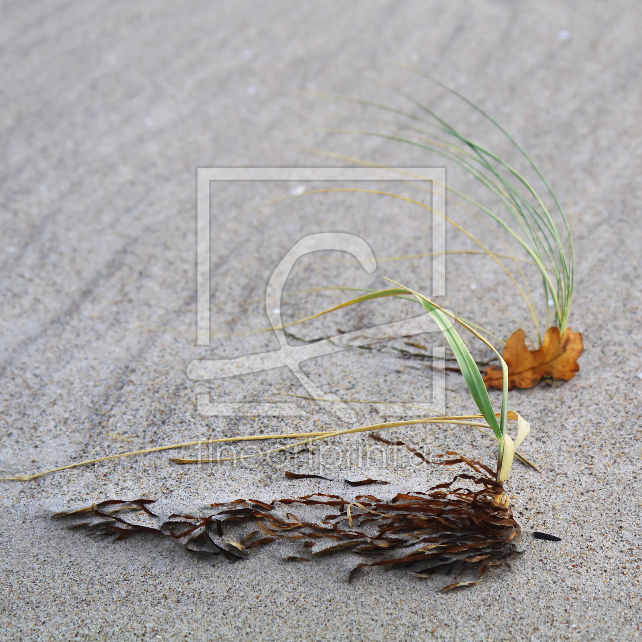 Bild-Nr.: 9865562 Strandgut erstellt von FotoDeHRO