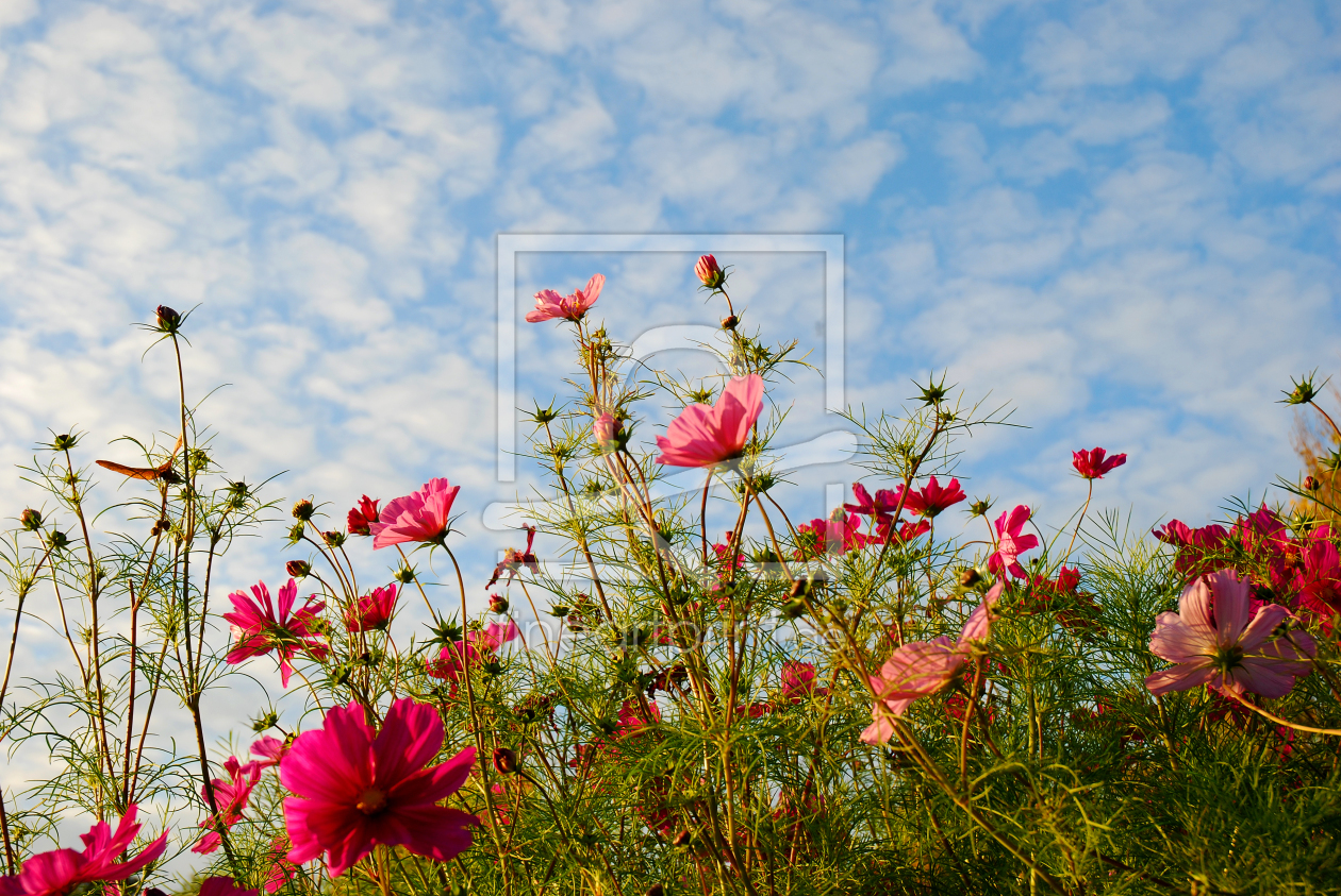 Bild-Nr.: 9866182 Blumenwiese erstellt von Atteloi