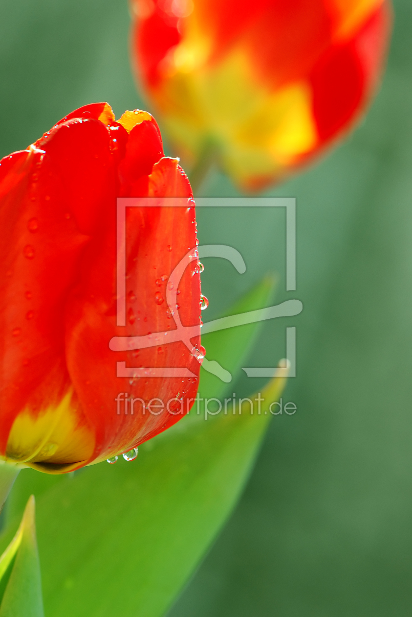 Bild-Nr.: 9866974 Tulpen erstellt von Atteloi