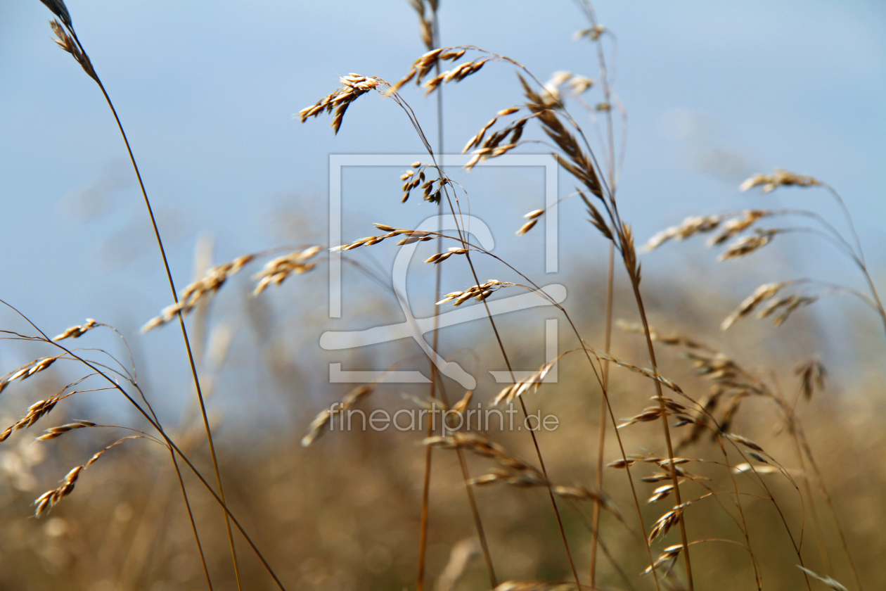 Bild-Nr.: 9868174 Strandhafer erstellt von Gerhard Albicker