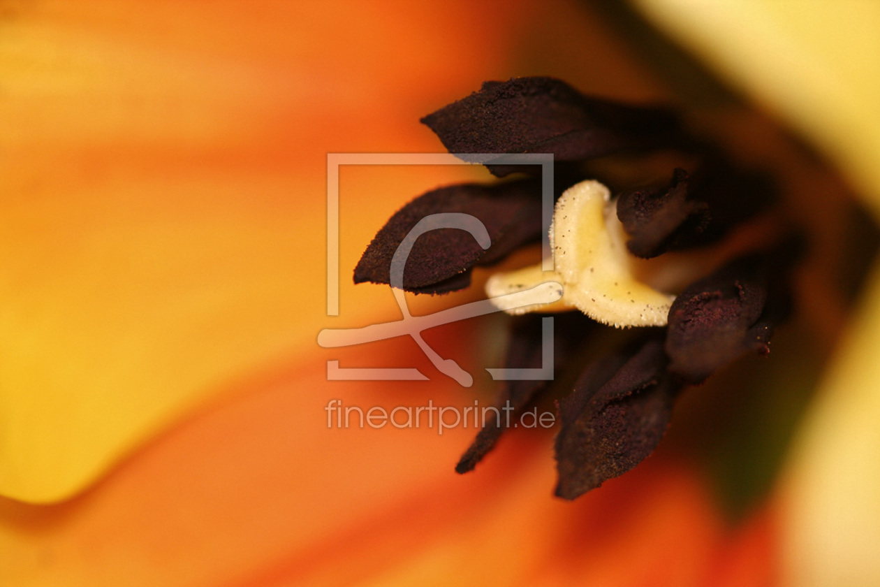 Bild-Nr.: 9869562 Tulpe Makro Bild-Nr.: 9869562 Tulpe Makro erstellt von meerisusi