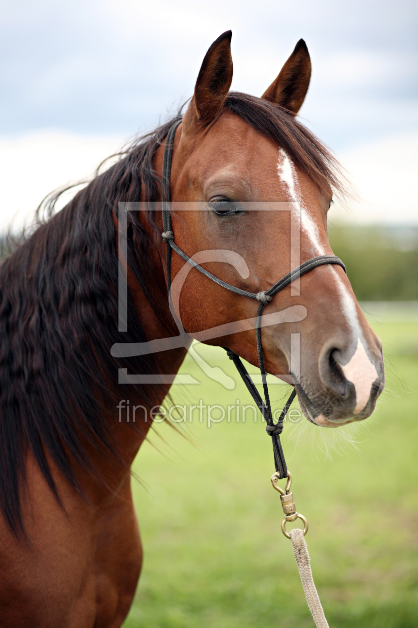 Bild-Nr.: 9872750 Araberportrait erstellt von JuliaM-Fotografie