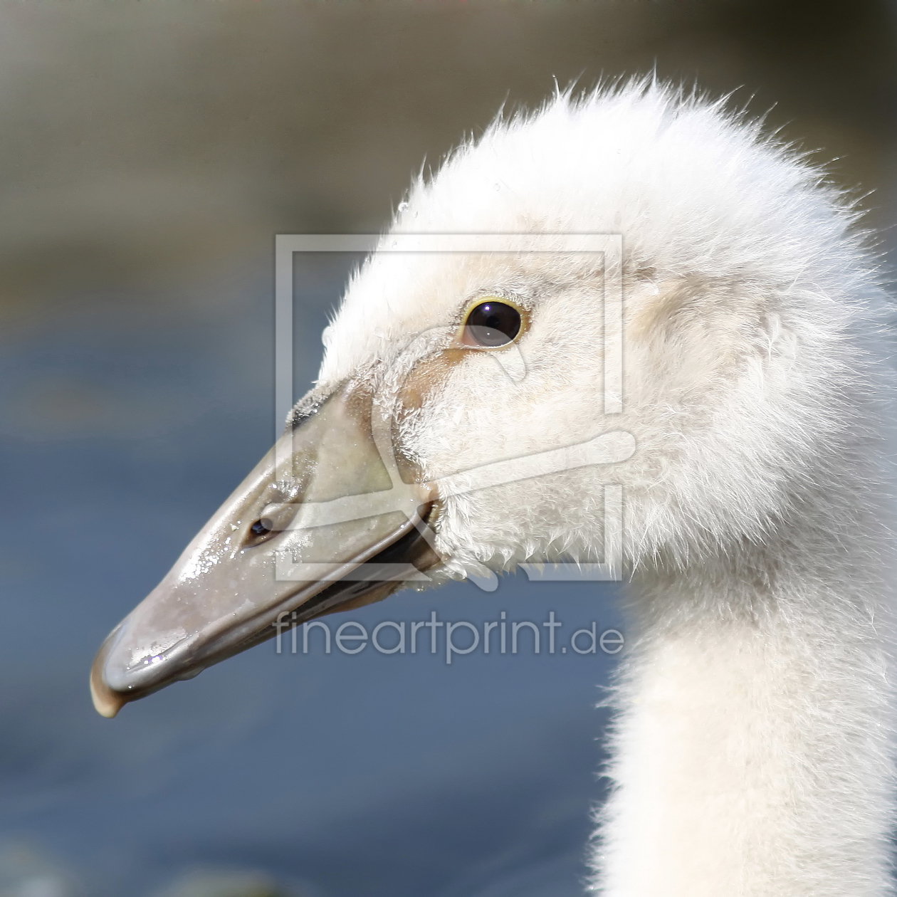 Bild-Nr.: 9872838 Junger Schwan erstellt von FotoDeHRO