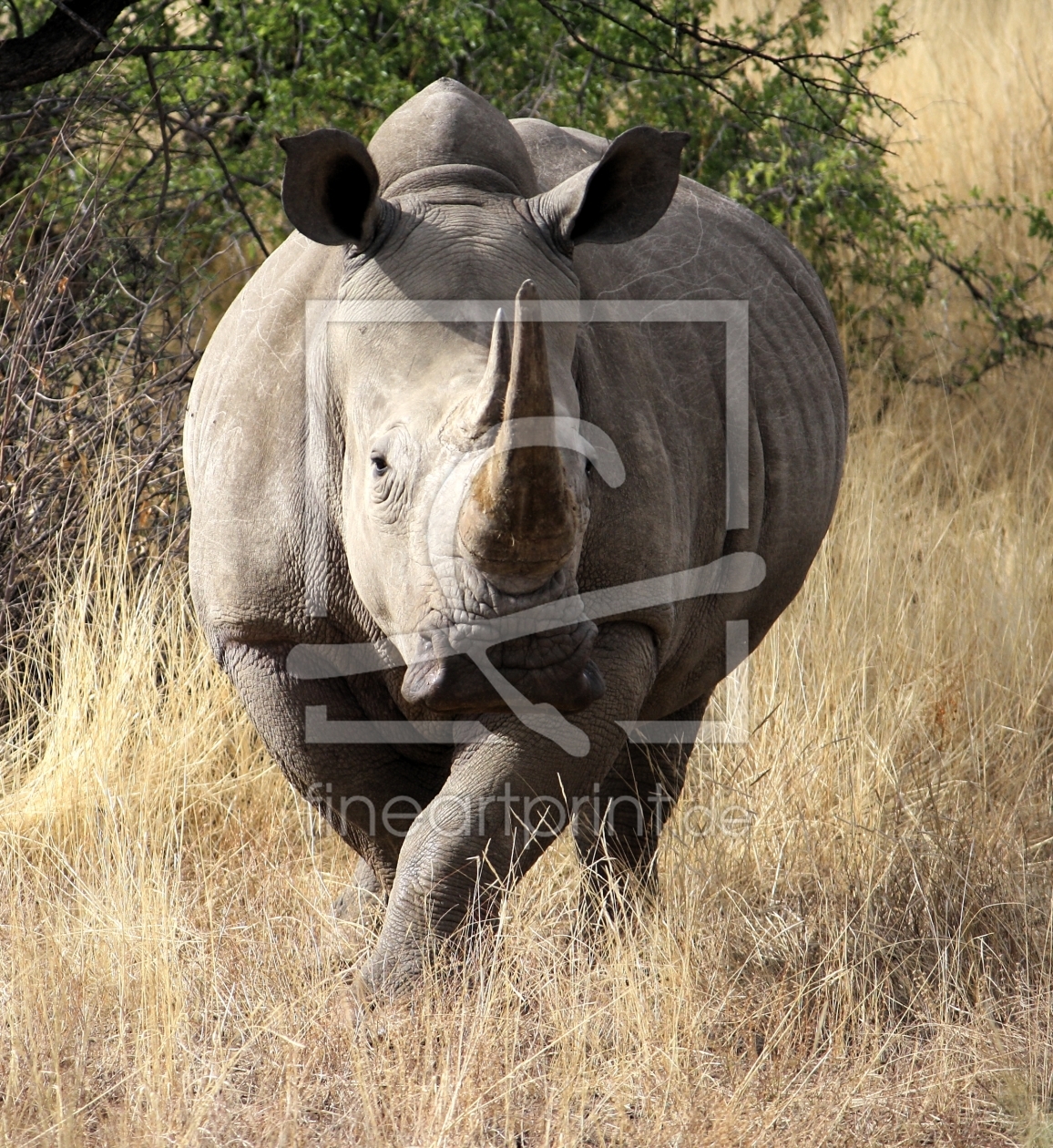 Bild-Nr.: 9873198 Nashornbulle in Namibia erstellt von mpenzi