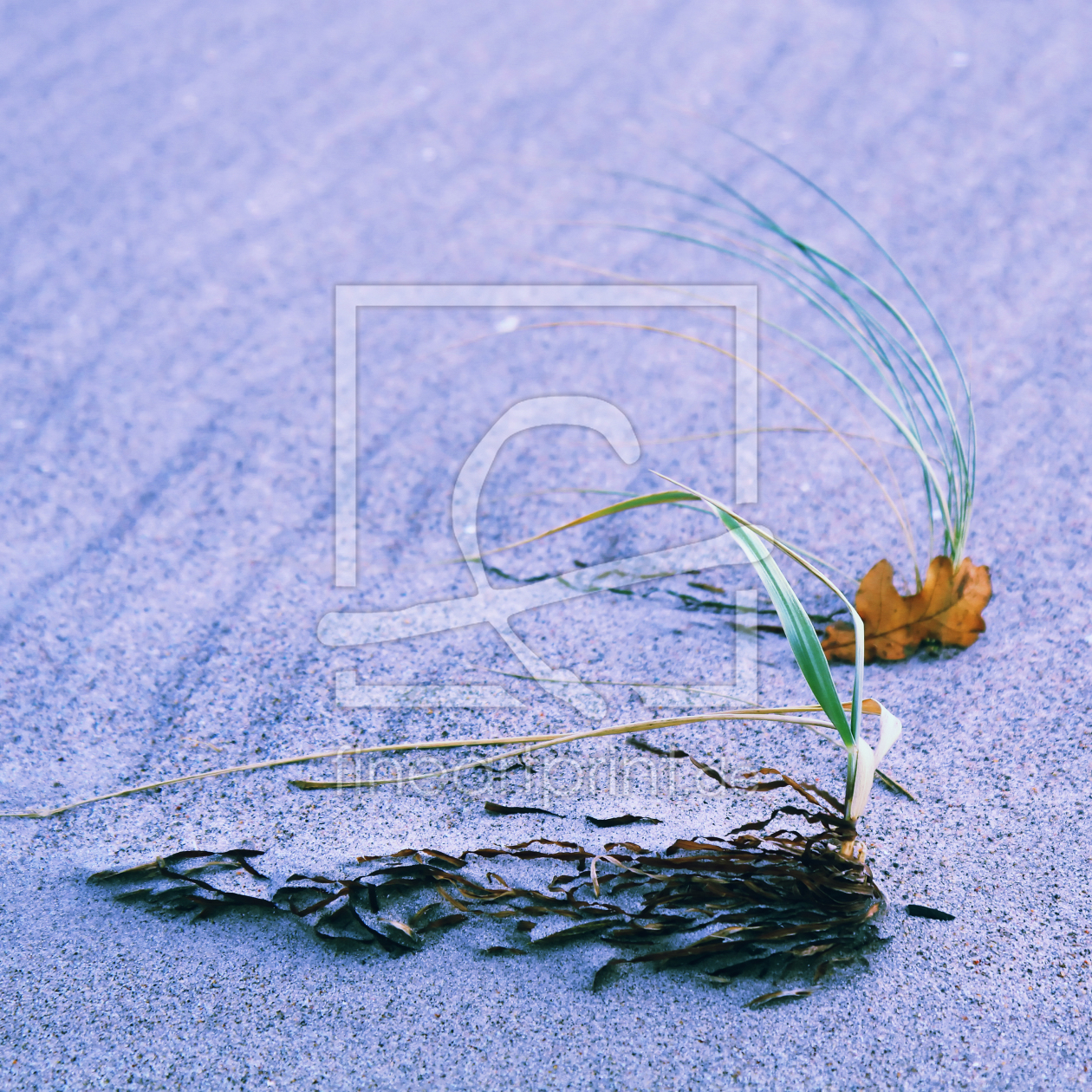 Bild-Nr.: 9874836 Strandgut (blue) erstellt von FotoDeHRO