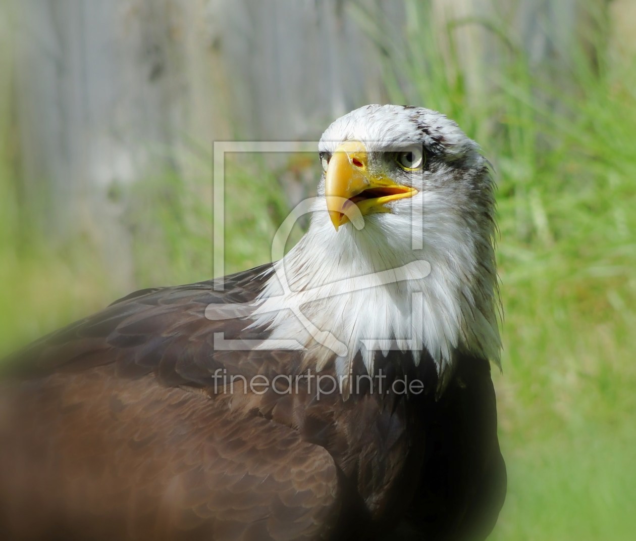 Bild-Nr.: 9875872 Amerikanischer Weißkopfseeadler erstellt von Renate Knapp