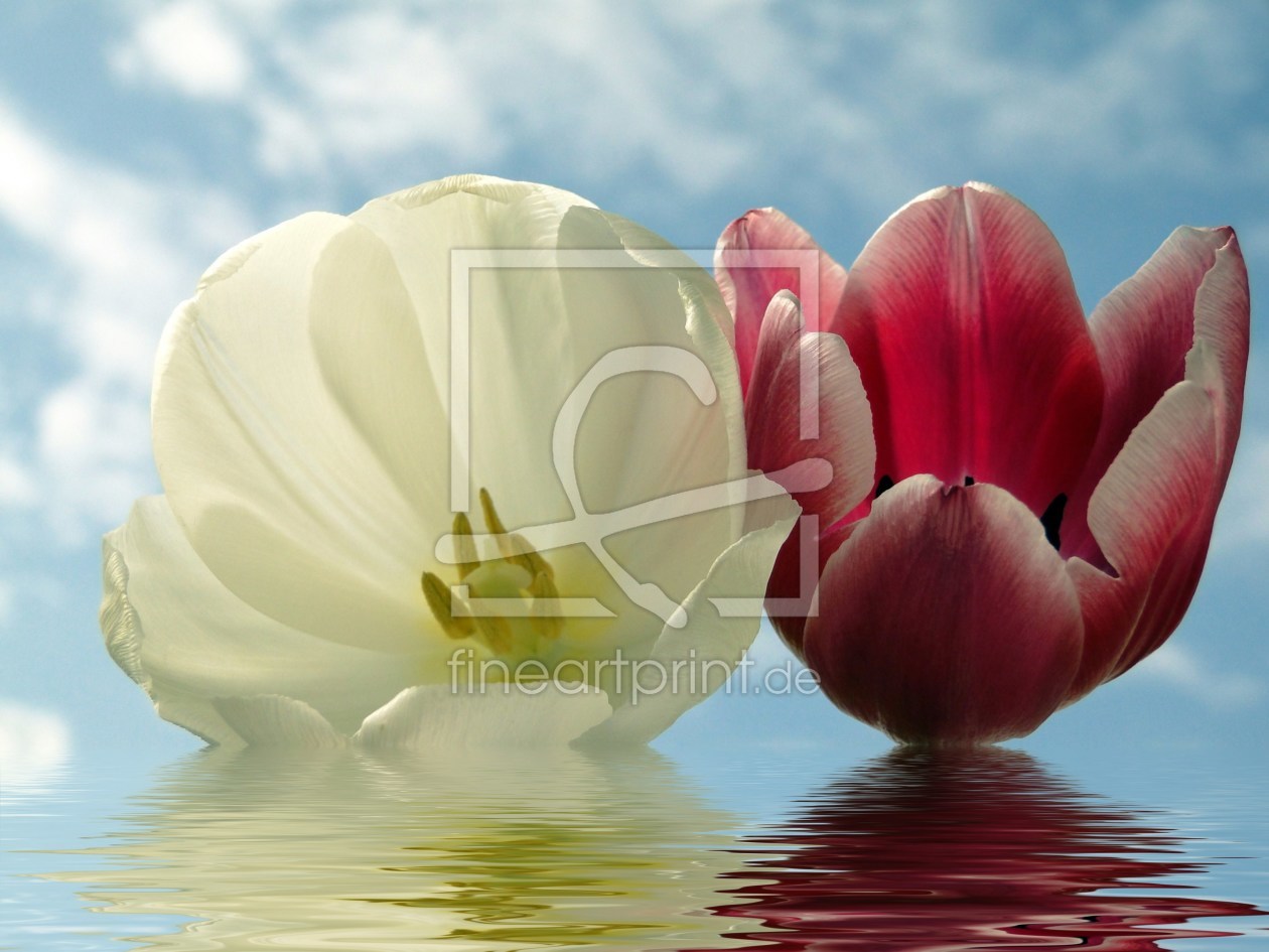Bild-Nr.: 9876722 Tulpenfantasie erstellt von Renate Knapp