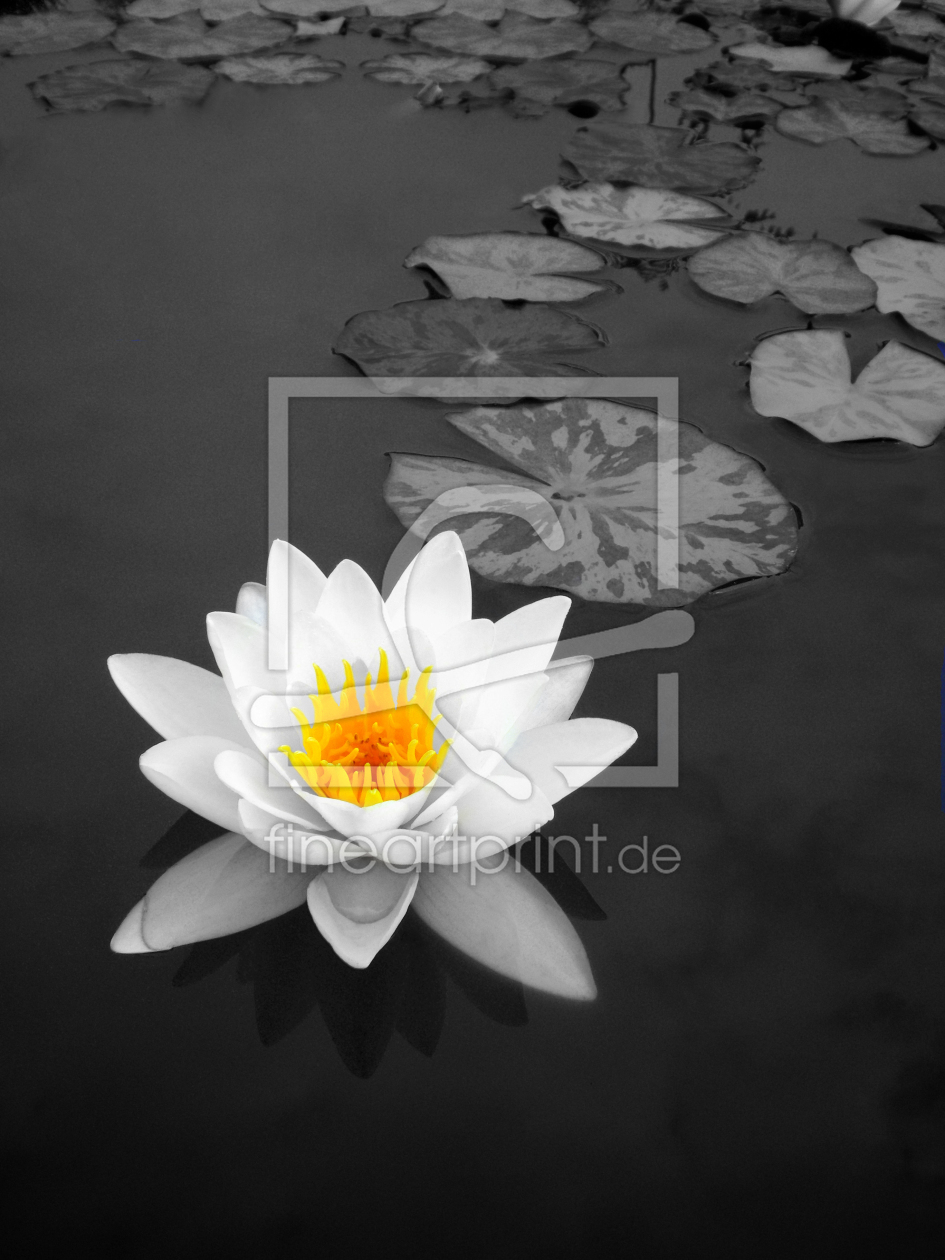 Bild-Nr.: 9878178 Seerose erstellt von blackpool