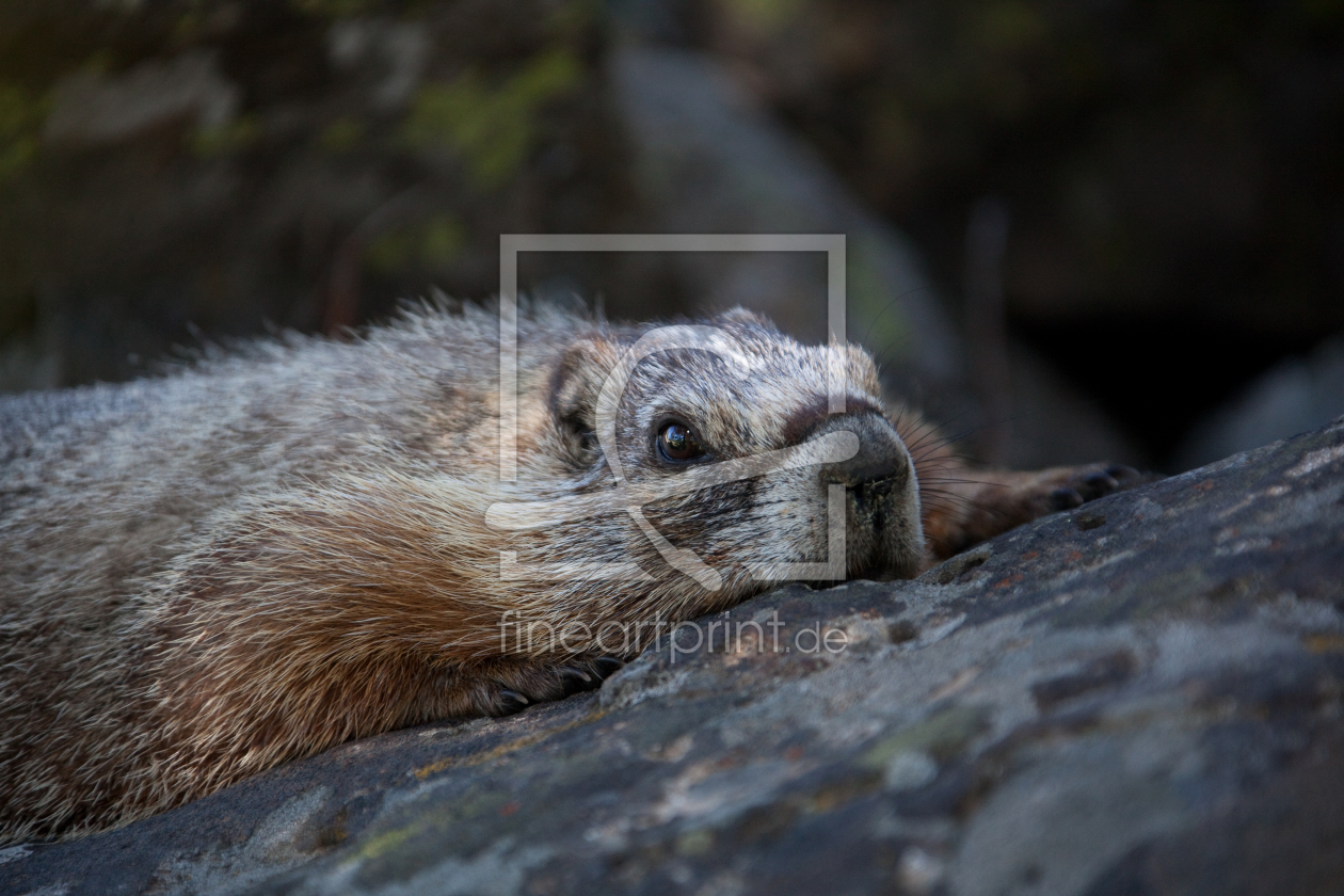 Bild-Nr.: 9880546 Yellow Bellied Marmot erstellt von ralf kaiser