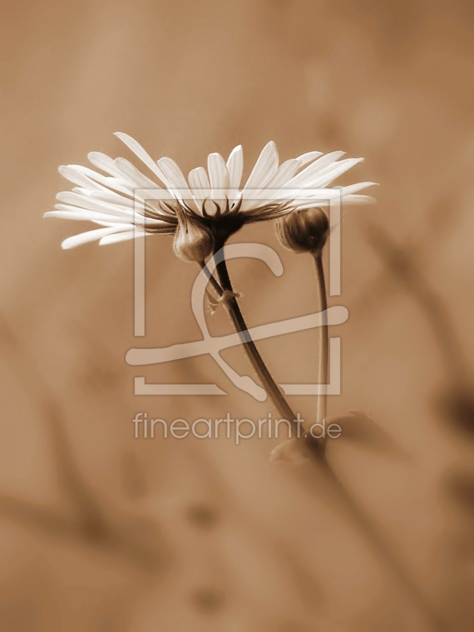 Bild-Nr.: 9881572 Margerite (Leucanthemum vulgare) erstellt von Renate Knapp