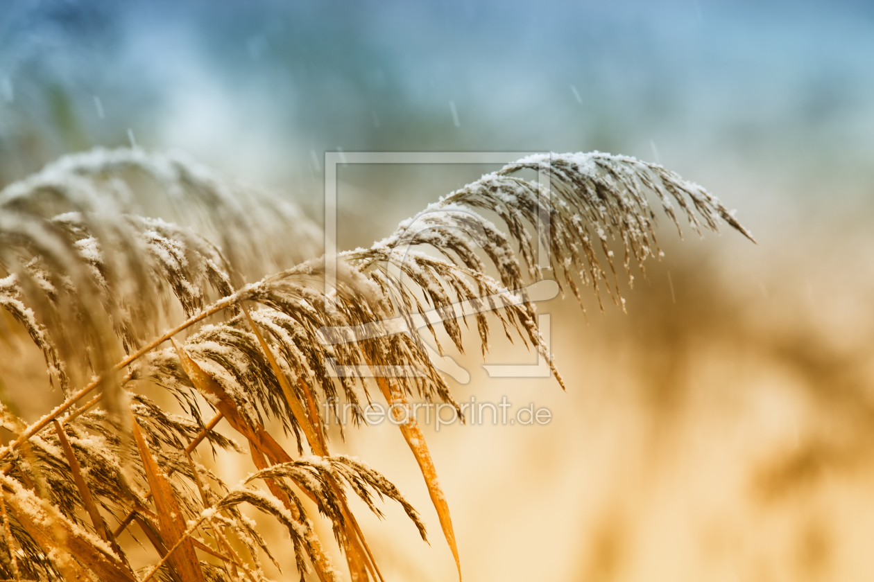 Bild-Nr.: 9882480 Snow is falling erstellt von FotoDeHRO