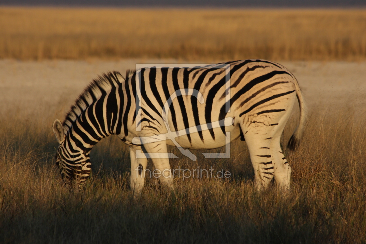 Bild-Nr.: 9882926 Zebra erstellt von Henner