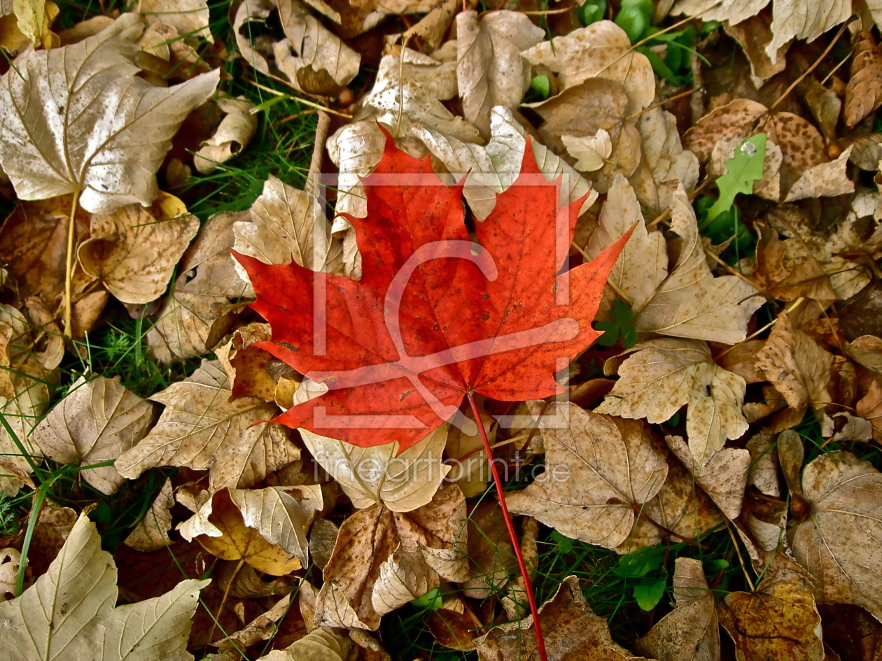 Bild-Nr.: 9883418 autumn-feeling Bild-Nr.: 9883418 autumn-feeling erstellt von Lisa Tetko
