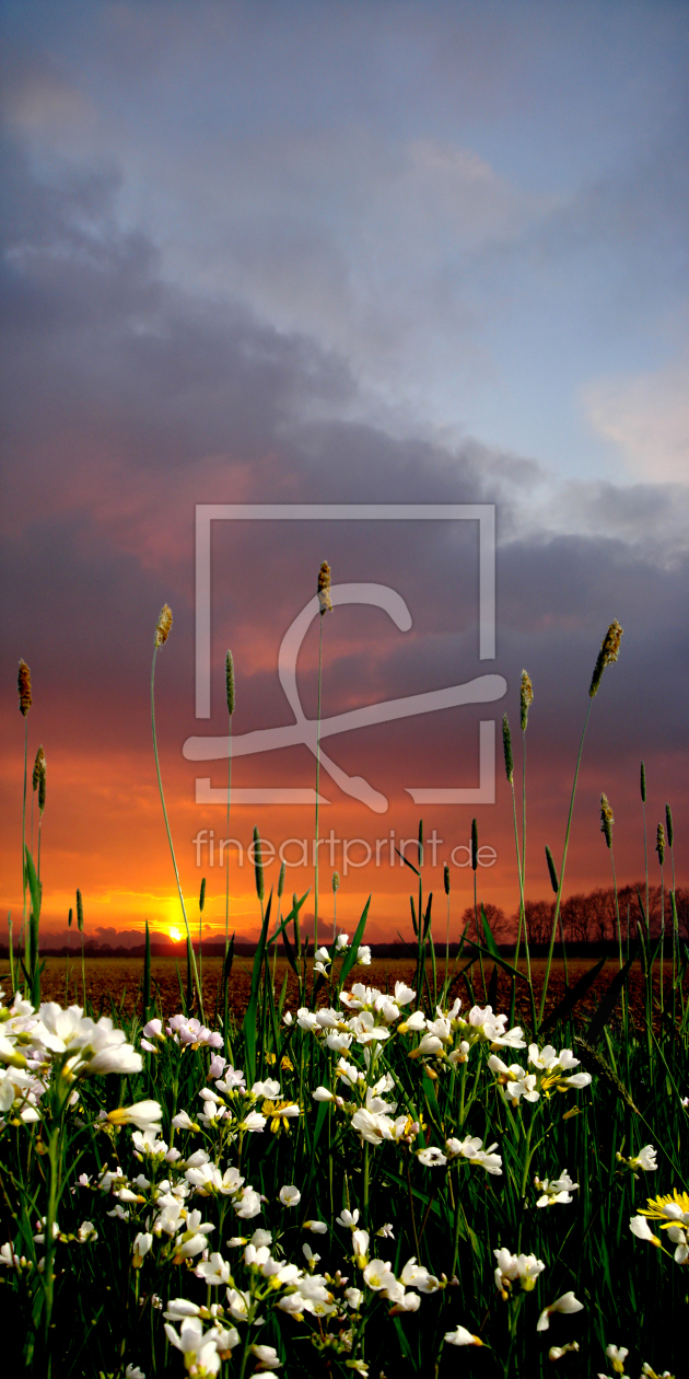 Bild-Nr.: 9883776 Feldblumen erstellt von yammay