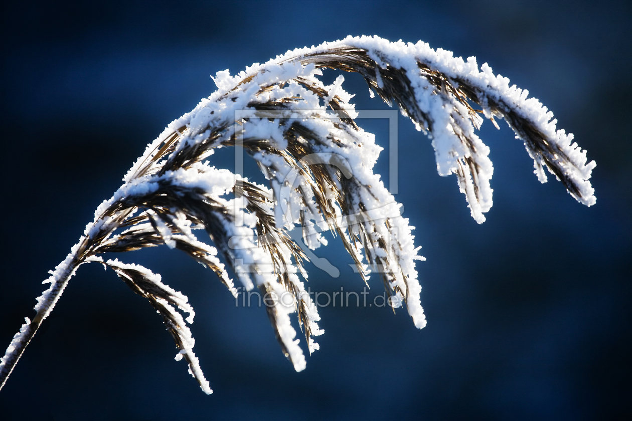 Bild-Nr.: 9885470 like a feather in the wind erstellt von Timo Geble