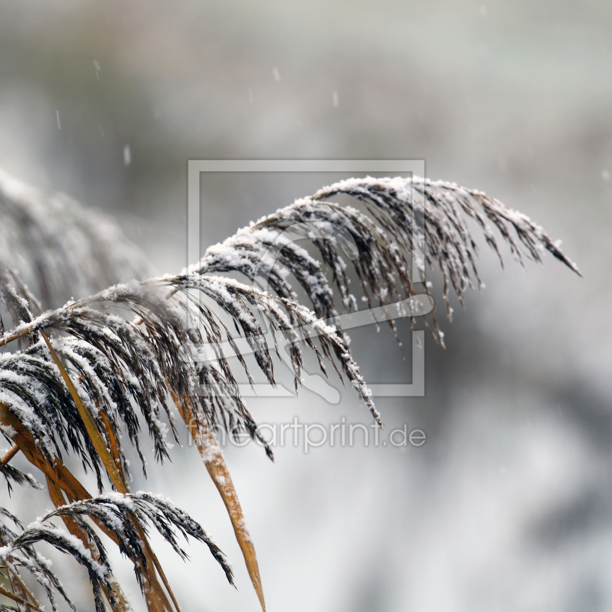 Bild-Nr.: 9885938 Snow is falling erstellt von FotoDeHRO