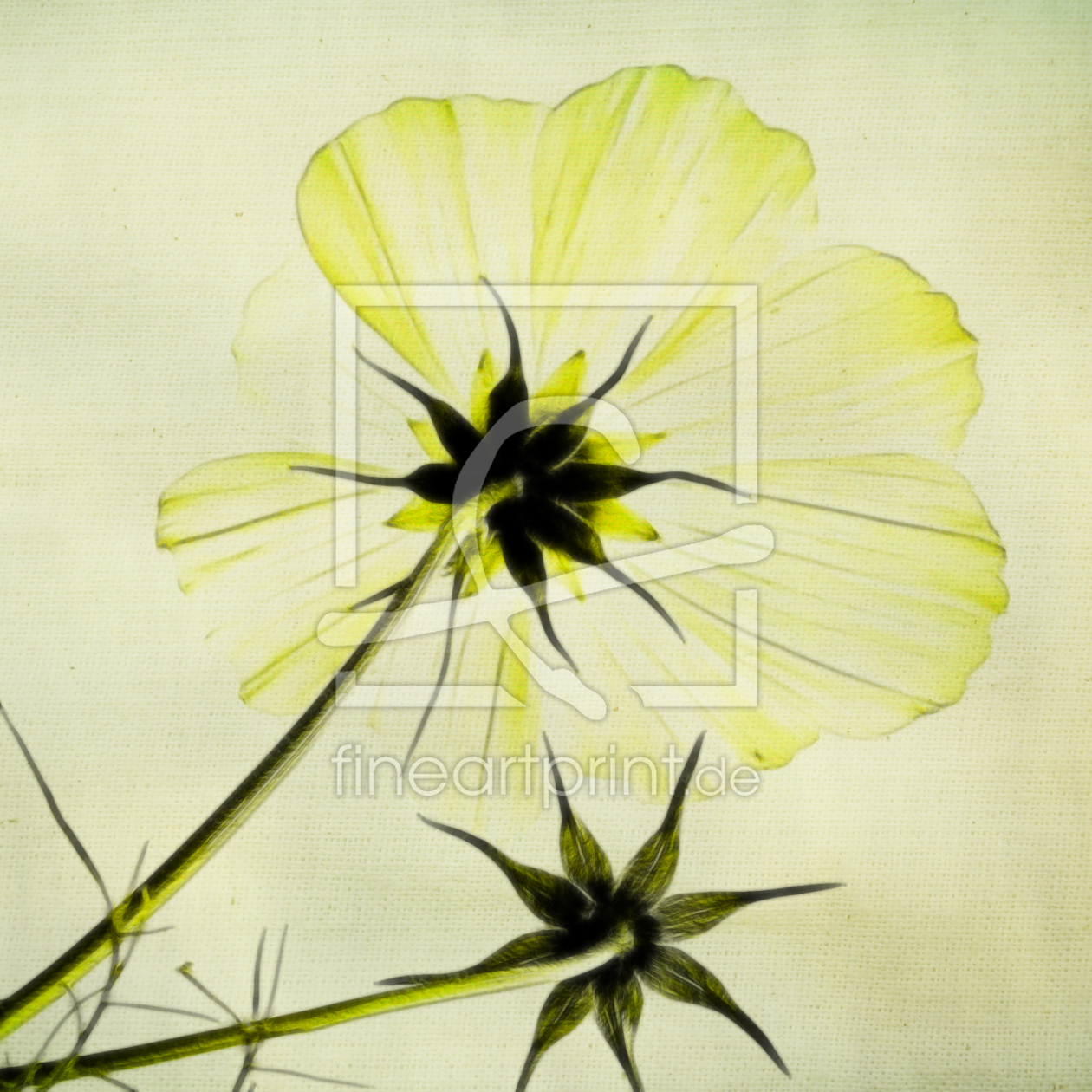 Bild-Nr.: 9886060 F L O R A L Bild-Nr.: 9886060 F L O R A L erstellt von Nettesart