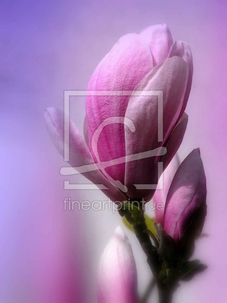 Bild-Nr.: 9888202 Magnilien (Magnolia liliiflora) erstellt von Renate Knapp