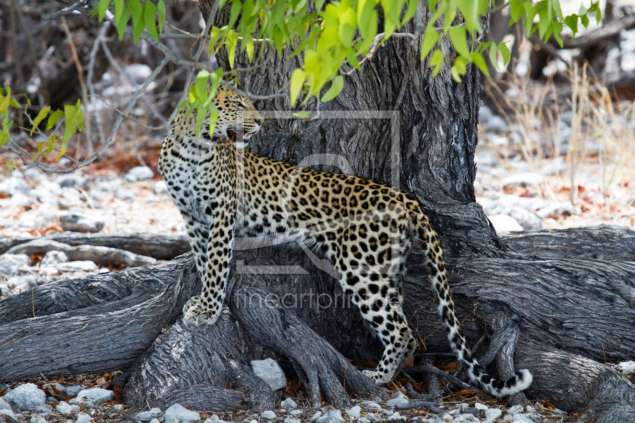 Bild-Nr.: 9888660 Leopard  erstellt von Gerlinde Klust