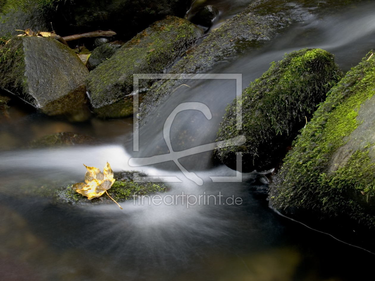 Bild-Nr.: 9891730 lonely leaf erstellt von Franz Bogner