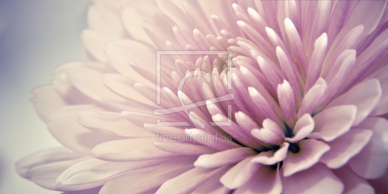 Bild-Nr.: 9894380 Chrysanthemum | 04 erstellt von Frank Wächter