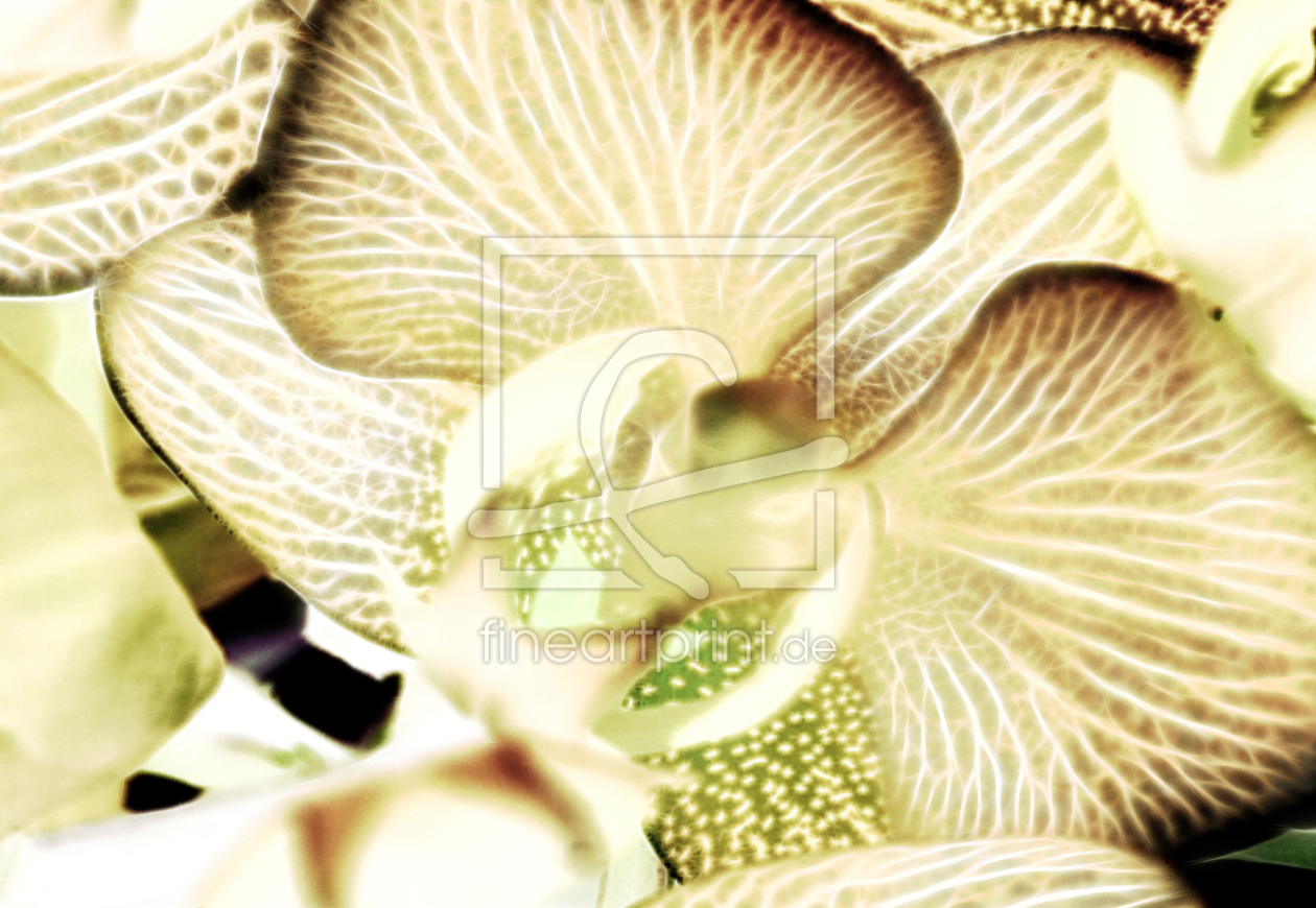 Bild-Nr.: 9899786 O R C H I D E E Bild-Nr.: 9899786 O R C H I D E E erstellt von Nettesart