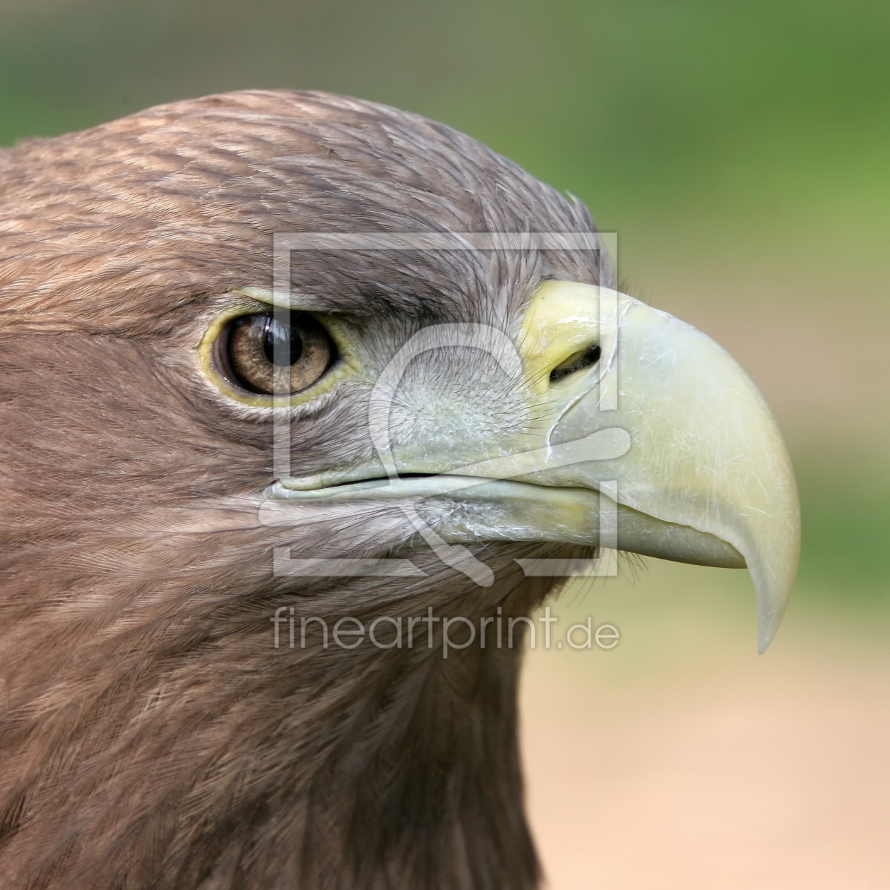 Bild-Nr.: 9908652 Steinadler erstellt von FotoDeHRO