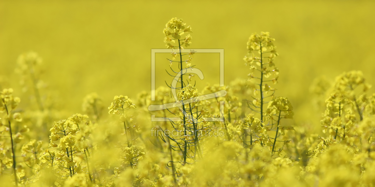 Bild-Nr.: 9909690 Rapsblüte erstellt von FotoDeHRO