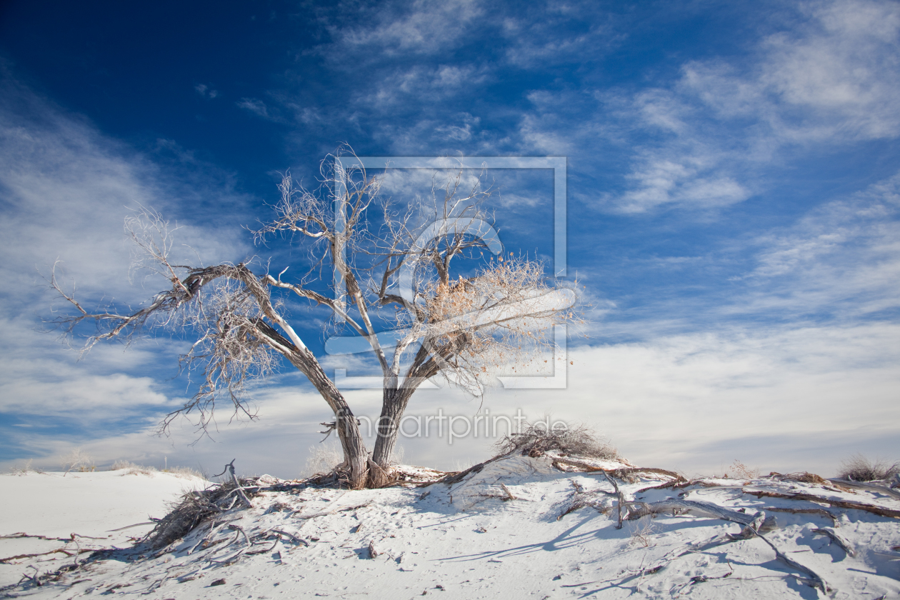 Bild-Nr.: 9913582 dürre in white sands II erstellt von ralf kaiser