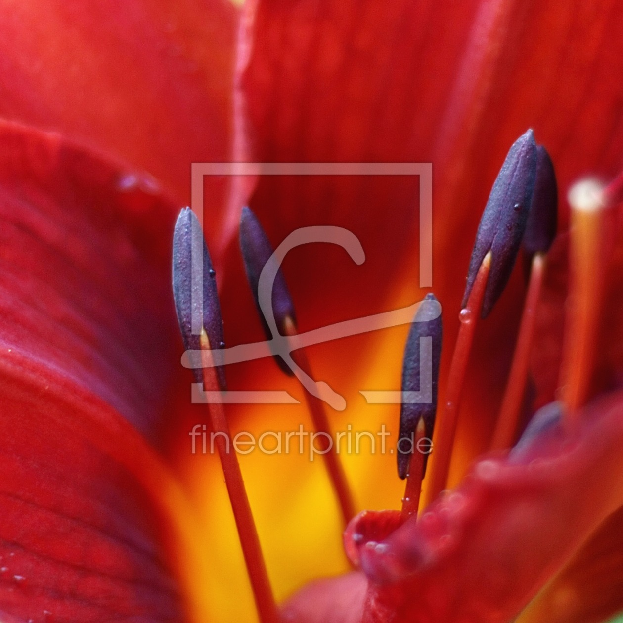Bild-Nr.: 9915090 rot Bild-Nr.: 9915090 rot erstellt von Franz Bogner