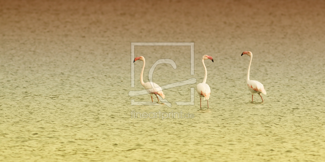 Bild-Nr.: 9916912 3 Flamingos erstellt von FotoDeHRO