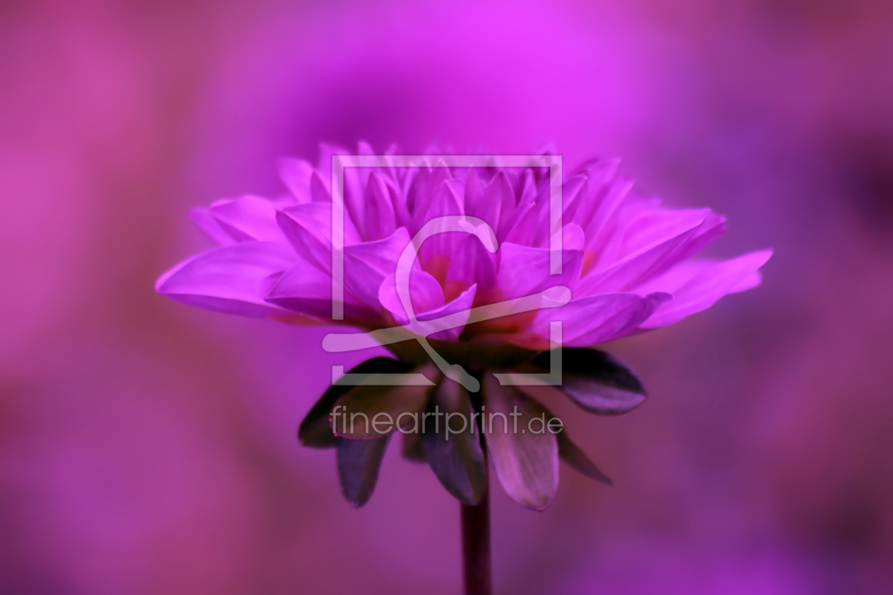 Bild-Nr.: 9918996 Little Dahlia erstellt von youhaveadream