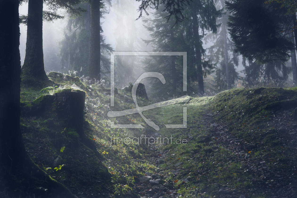Bild-Nr.: 9922536 Licht im Nebelwald erstellt von quelindo