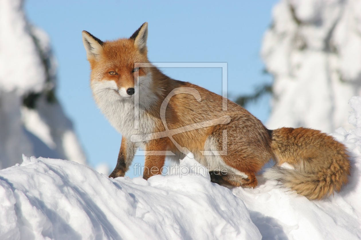 Bild-Nr.: 9926610 Brockenfuchs erstellt von fagus4000