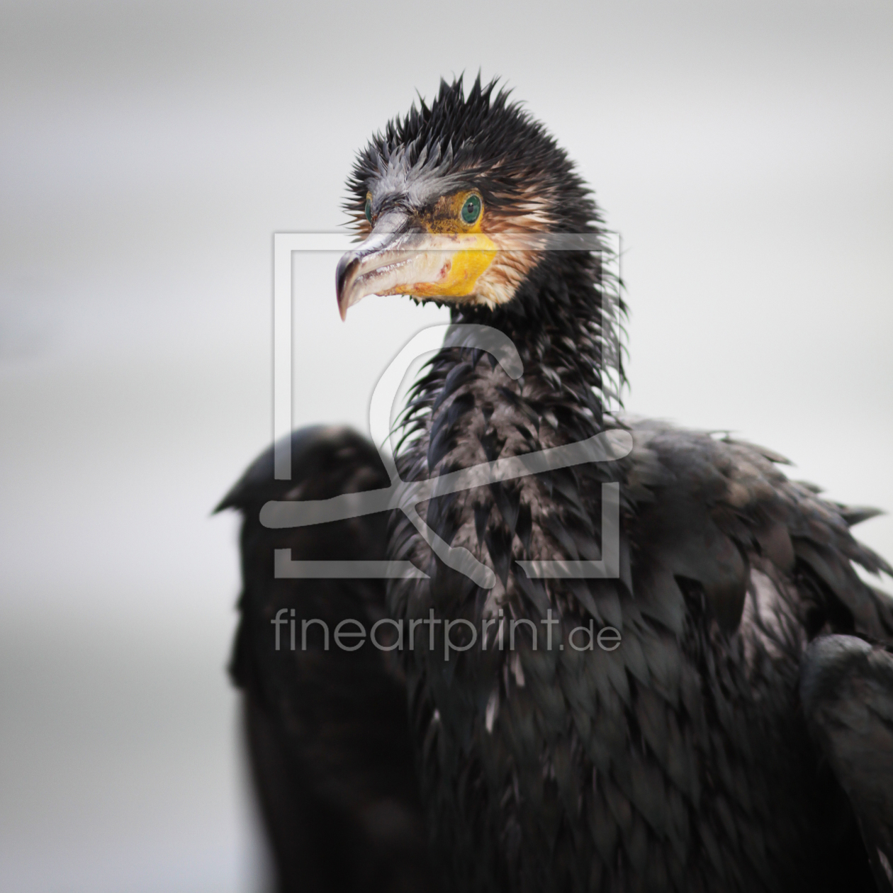 Bild-Nr.: 9927424 Kormoran erstellt von FotoDeHRO